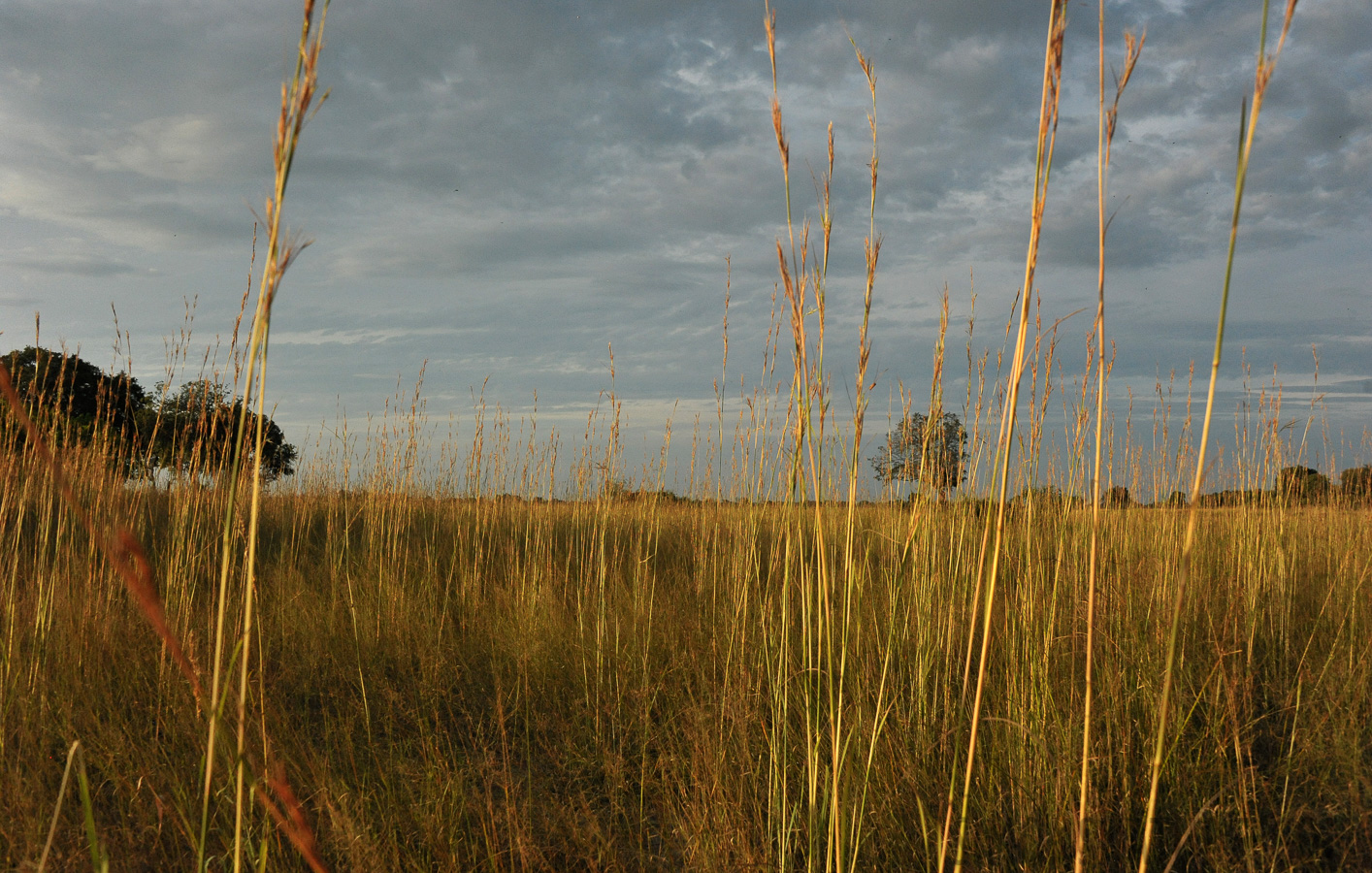 Okavango Delta [28 mm, 1/3200 sec at f / 8.0, ISO 2500]